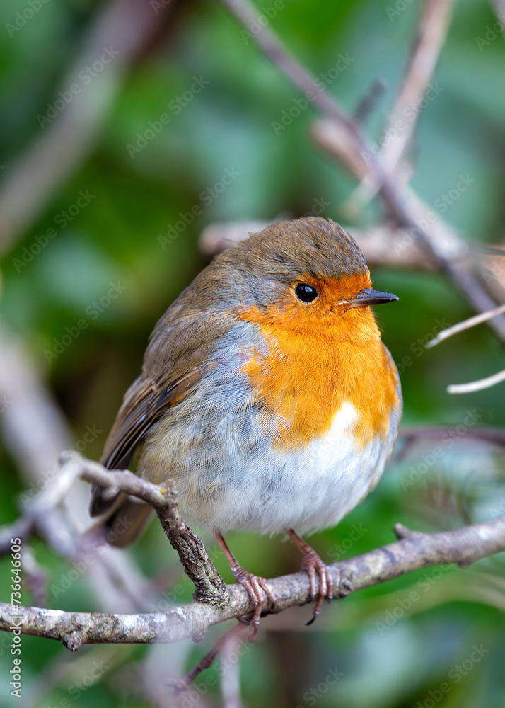 Robin Red Breast (Erithacus Rubecula): A Feathery Friend at Dublin's Botanic Gem Robin Red Breast (Erithacus Rubecula): A Feathery Friend at Dublin's Botanic Gem