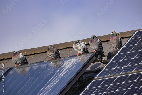 Several pigeons on a roof with soiled solar panels due to droppings photo