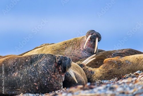 Flock of Walruses (Odobenus rosmarus) resting on a beach in the Arctic, Svalbard