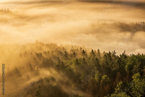 View of forest with morning fog in the morning light, Saxon Switzerland National Park, Elbe Sandstone Mountains, Saxony, Germany, Europe photo