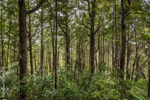 Fototapeta Naklejka Na Ścianę i Meble -  Coastal Kauri trees in a broadleaf forest