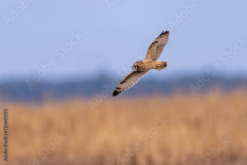 short eared owl flyby