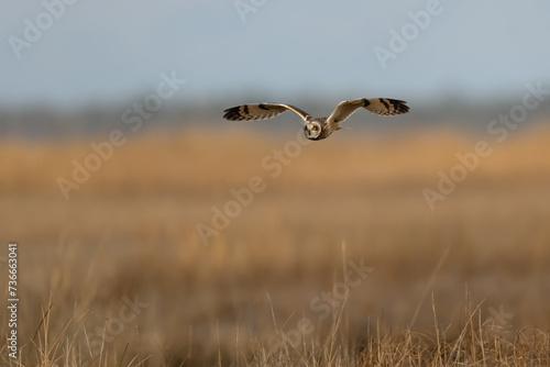 short eared owl