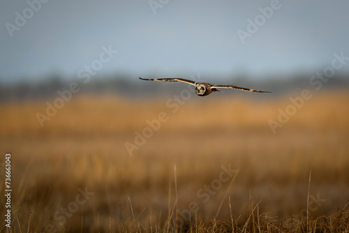 short eared owl