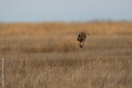 owl hunting photo