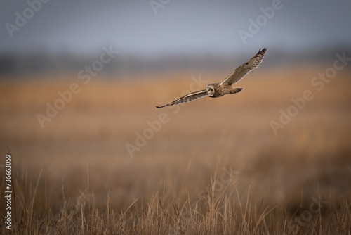 short eared owl
