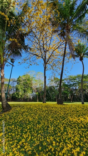 Field of yellow flowers with the foliage on the green grass.