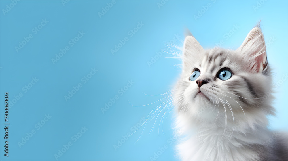 Banner with a cat on a solid blue background, with copy space