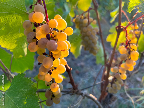 Fotografie bunch of grapes