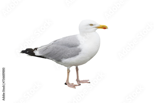 Seagull Majesty: Close-Up Portrait of a Graceful Stand