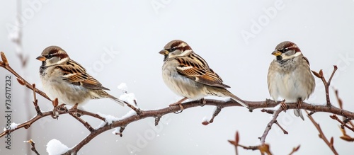 three birds are perched on a tree branch . High quality