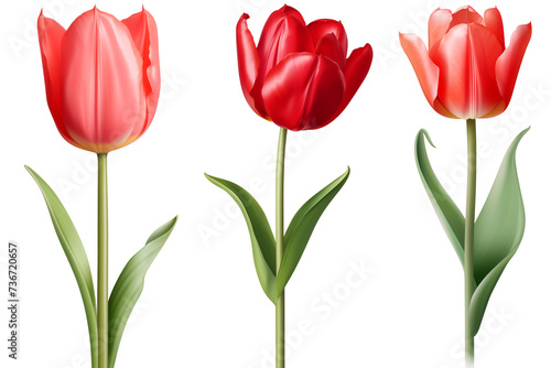 Obraz na płótnie Set of Red Tulip flowers, isolated on transparent background w salonie