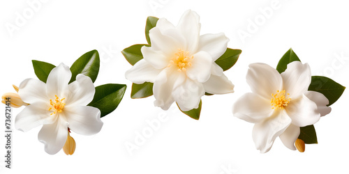 Set of Jasmine flowers  isolated on transparent background