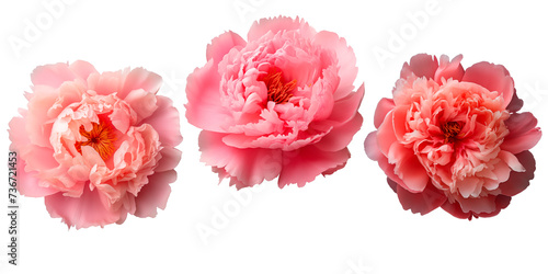 Set of Peony flowers, isolated on transparent background © mister