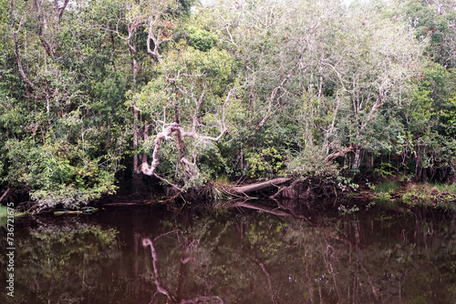 Forests and rivers are very common sights found in the interior of Kalimantan, including in Central Kalimantan. photo