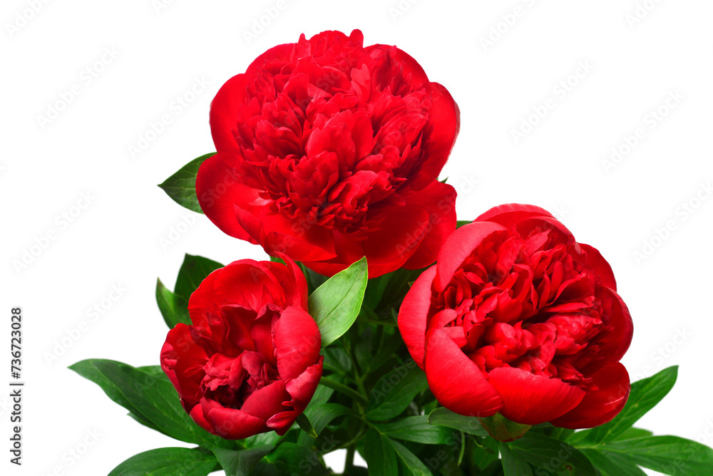 Red peony bouquet flower isolated on white background. Floral pattern, object. Flat lay, top view Red peony bouquet flower isolated on white background. Floral pattern, object. Flat lay, top view
