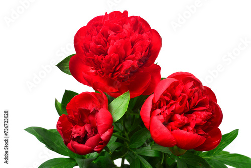 Red peony bouquet flower isolated on white background. Floral pattern, object. Flat lay, top view © Flower Studio
