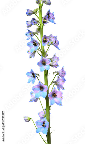 Fototapeta Naklejka Na Ścianę i Meble -  Beautiful blue delphinium flower isolated on white background. Flat lay, top view. Floral pattern, object. Nature concept