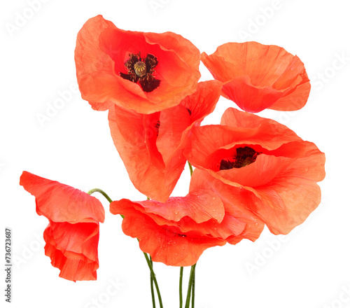 Bouquet of wild red poppies isolated on a white background. Flat lay, top view