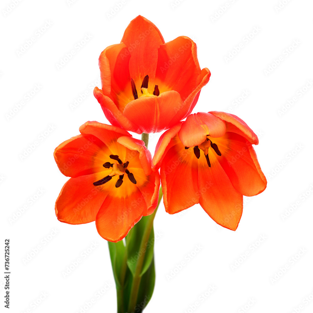 Bouquet orange tulips flowers isolated on white background. Still life, wedding. Flat lay, top view
