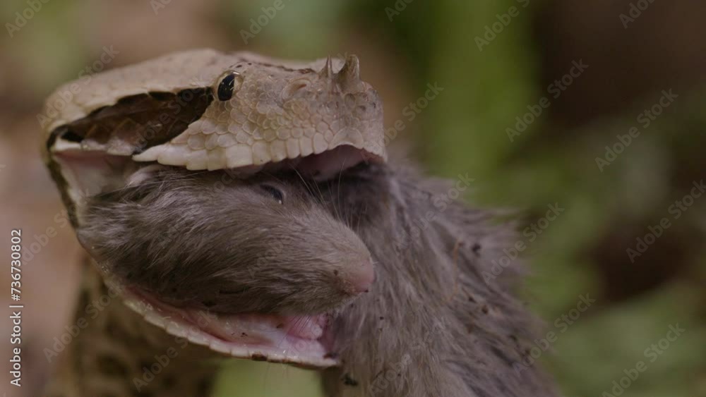 Panning shot of gaboon viper eating a rat Panning shot of gaboon viper eating a rat