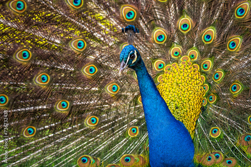 Close-up of Indian Peafowl (Pavo cristatus). Portrait of a peacock with an open tail.  photo