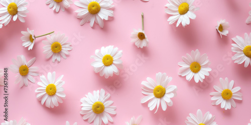 Top view flat lay seamless pattern with daisies flowers on pink background 