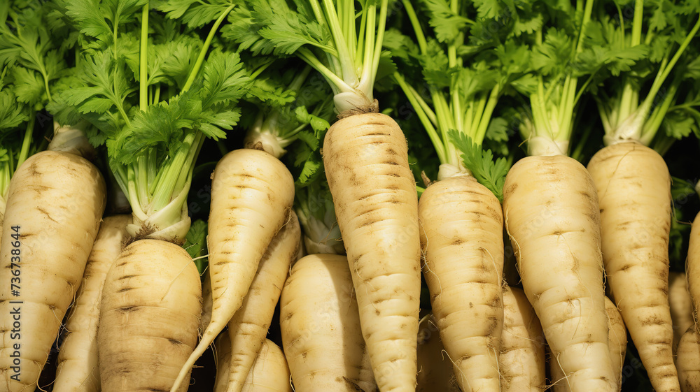 Organic Parsnips Lined Up on Fresh Farmers Market Display Organic Parsnips Lined Up on Fresh Farmers Market Display
