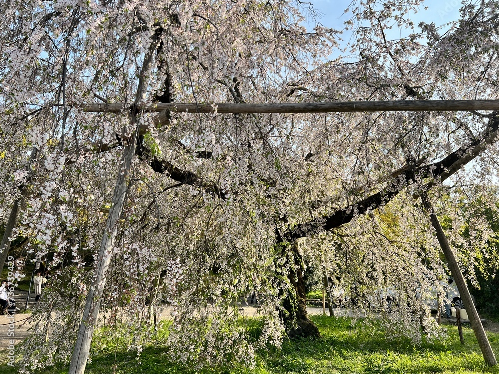 Fototapeta premium Sakura Season in Kyoto, Japan’s Ancient Capital