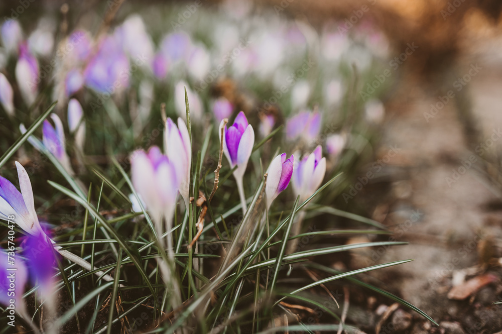 Purple crocus in a spring garden on a warm background Purple crocus in a spring garden on a warm background