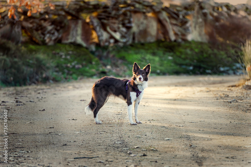 Border Collie brown in the patch photo