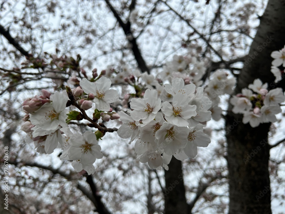 Sakura Season in Japan, Cherry Blossom Viewing Sakura Season in Japan, Cherry Blossom Viewing