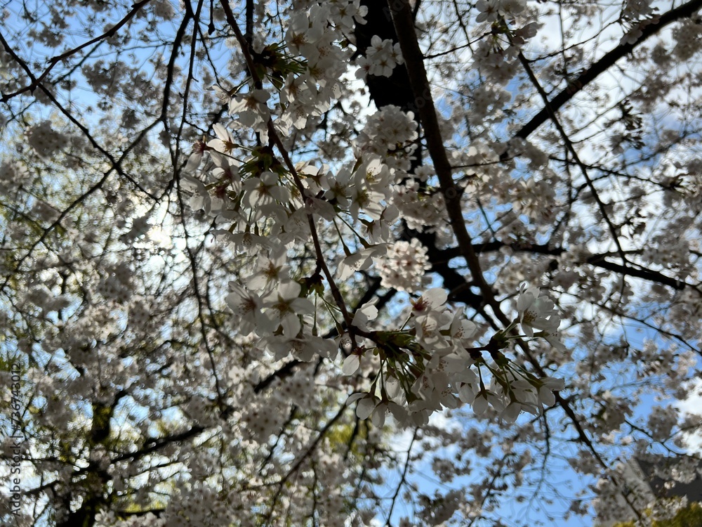 Sakura Season in Japan, Cherry Blossom Viewing Sakura Season in Japan, Cherry Blossom Viewing