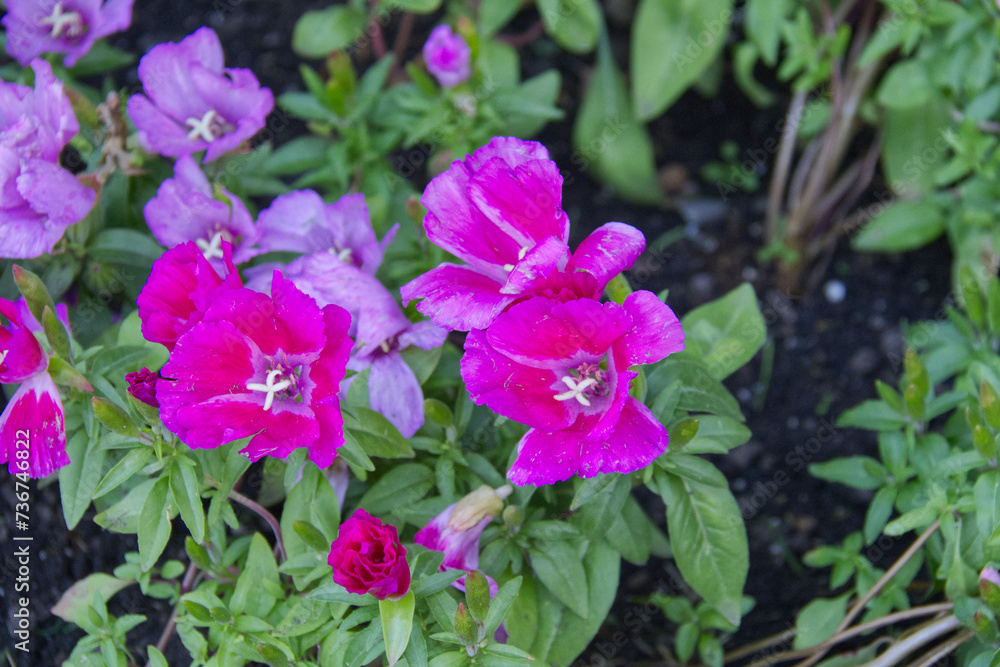 Pink Flowers Blooming in a Garden Pink Flowers Blooming in a Garden