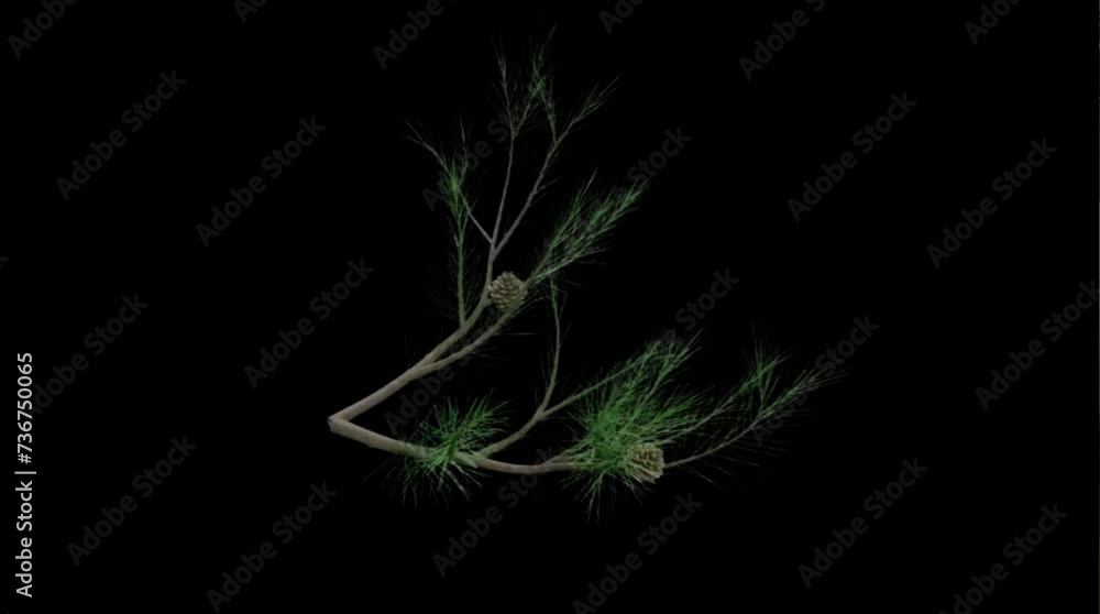 tree branch moving in the wind , 4k time lapse, balck screen background tree branch moving in the wind , 4k time lapse, balck screen background
