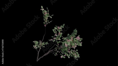 tree branch moving in the wind , 4k time lapse, balck screen background