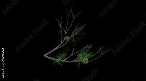 tree branch moving in the wind , 4k time lapse, balck screen background