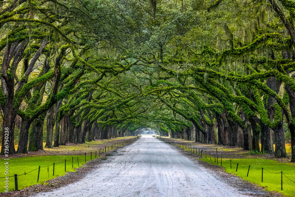 Fototapeta premium Scenic Oaks covered with spanish moss road valley
