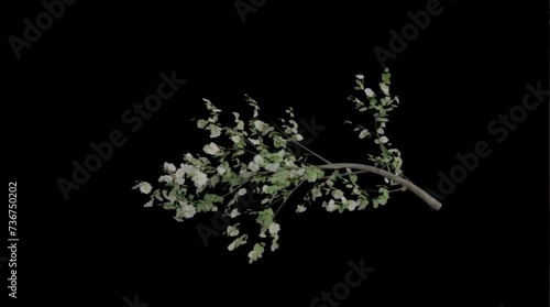 tree branch moving in the wind , 4k time lapse, balck screen background