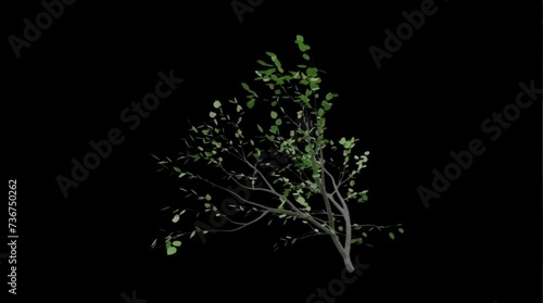 tree branch moving in the wind , 4k time lapse, balck screen background