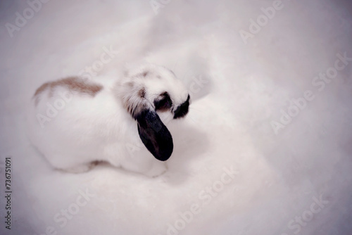 Snow white and brown bunny sitting on a white cotton surface