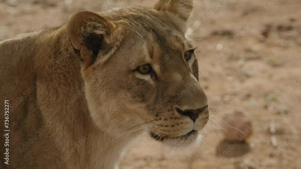 Lioness close up twisting ears Lioness close up twisting ears