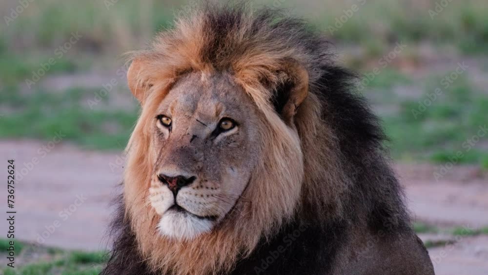 Closeup Of An Alert Male Lion Head With Mane. slow motion shot Closeup Of An Alert Male Lion Head With Mane. slow motion shot