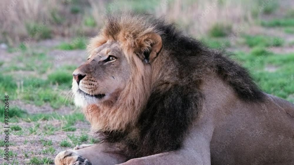 Closeup Of Male Lion Resting At Game Drive In Africa. Panthera Leo. slow motion shot Closeup Of Male Lion Resting At Game Drive In Africa. Panthera Leo. slow motion shot
