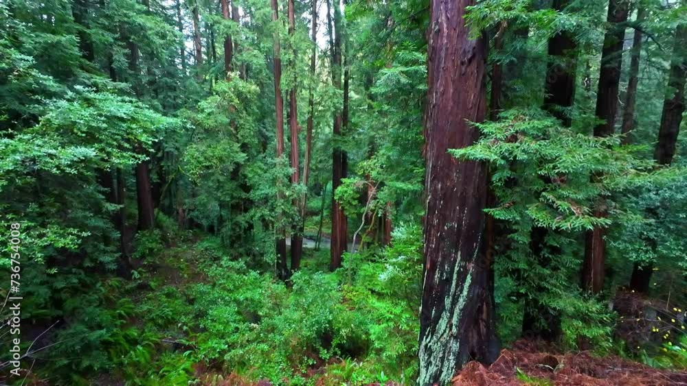Old-growth Coastal Redwood Forest In Muir Woods National Monument, California, USA. Tilt-up Shot Old-growth Coastal Redwood Forest In Muir Woods National Monument, California, USA. Tilt-up Shot