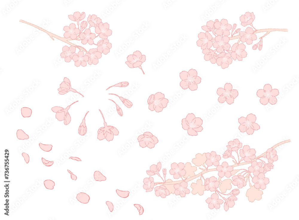 桜の花の手描きの線画イラスト素材_ピンク
