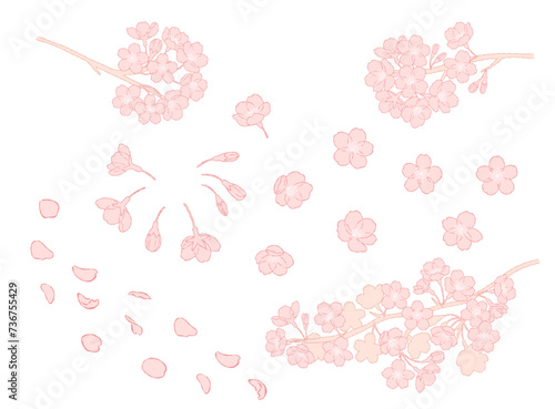 桜の花の手描きの線画イラスト素材_ピンク
