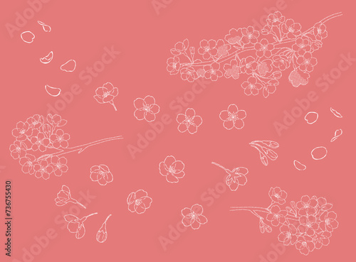 桜の花の手描きの線画イラスト素材_白

