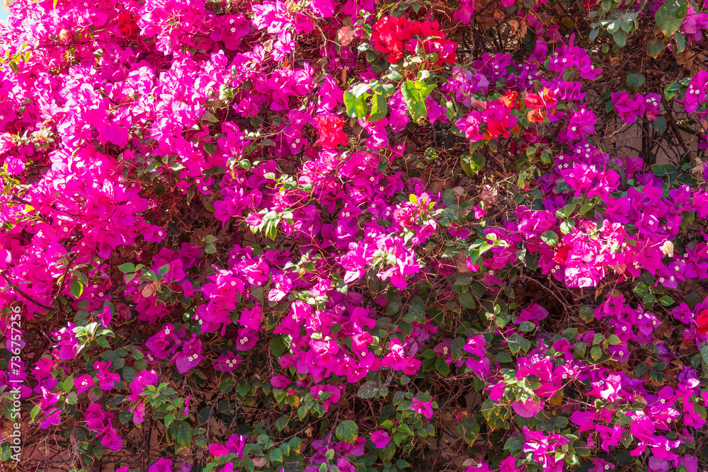 Obraz premium Bougainvillea, Paper flower Bougainvillea hybrida soft focus with blurry background