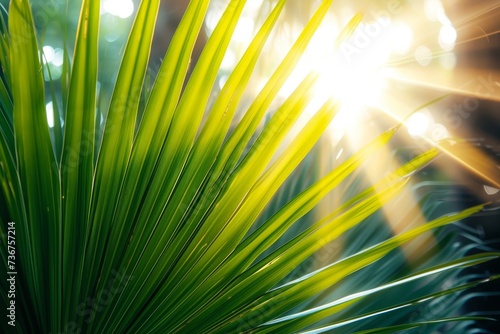 Warm sunlight filters through the vibrant green leaves of a palm, invoking a tropical feeling